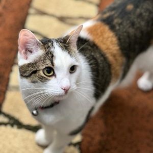 Meet your Posher, Gull